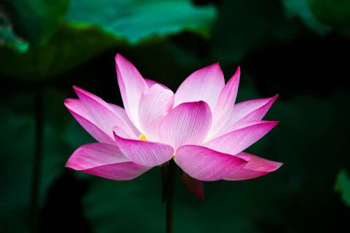 lotus-978659_1920